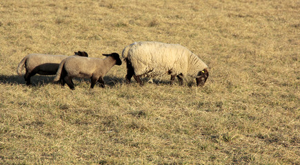 moutons à tête noire