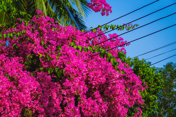 Flower truss. Paper flower (Bougainvillea). Dreaming purple confetti. Summer in Quy Hoa village, Quy Nhon city, Binh Dinh province, Vietnam. Central region. Coastal area.