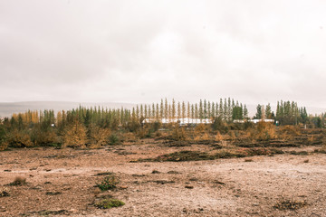 Iceland plains forest clouds in fall