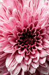 Flower background, macro and details of purple aster