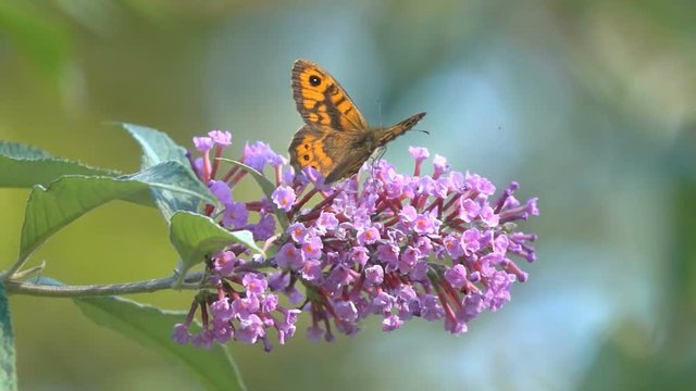 Butterfly walks and runs on pink flower details close-up view on Buddleja, slow-motion