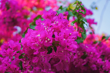 Close-up.Paper flower (Bougainvillea). Dreaming purple confetti. Summer in Quy Hoa village, Quy Nhon city, Binh Dinh province, Vietnam. Central region. Coastal area.