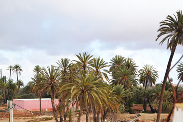 Fototapeta na wymiar moroccoian palm trees