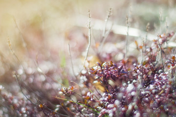 Purple shoots of thyme in the rays of morning light. Meadow flowers. Photo close up.