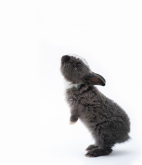 Cute little rabbit eating carrot