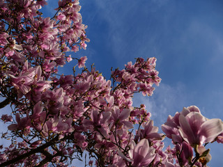 Beauty spring awakening magnolia in the blue sky