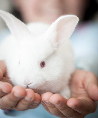 Fototapeta premium Little girl with rabbit