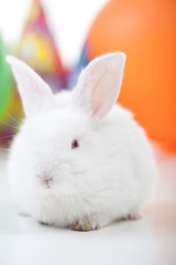 Fototapeta premium Cute little rabbit