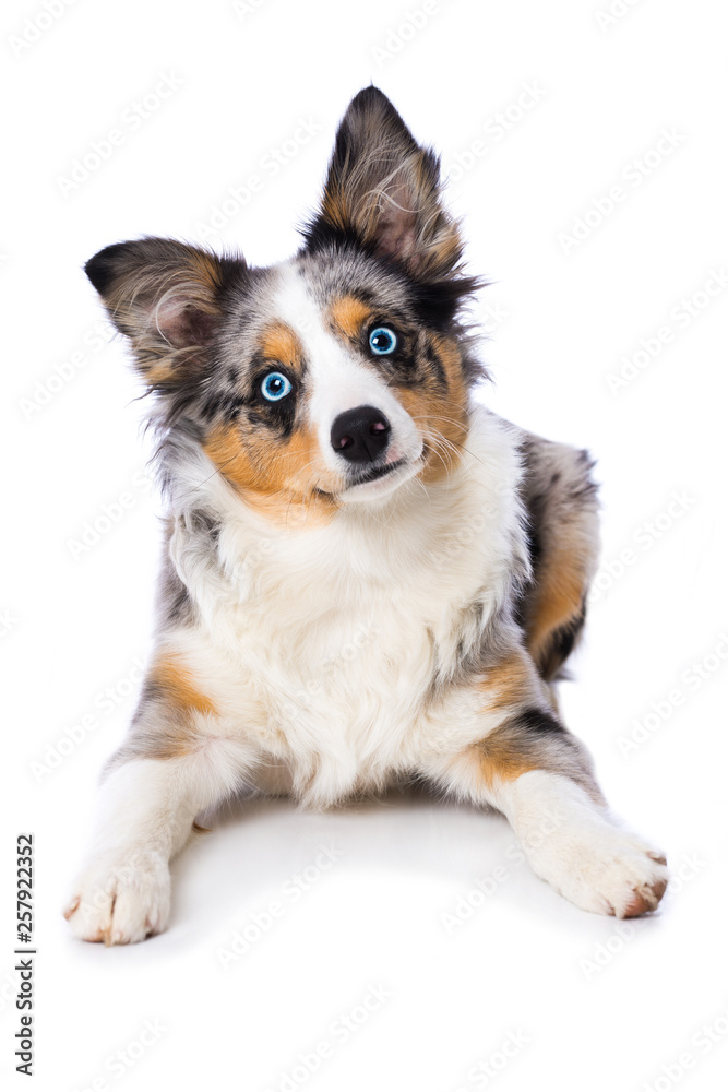 Canvas Prints Miniature australian shepherd puppy lying isolated on white background and looking to the camera