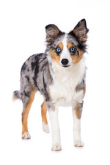 Miniature australian shepherd puppy standing isolated on white background