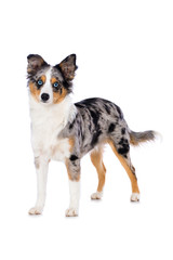 Miniature australian shepherd puppy standing isolated on white background