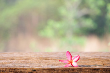 Pink frangipani on brown wooden table at outside  © paladin1212
