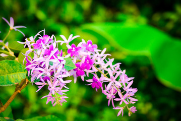 Petrea volubilis,Beautiful purple wreath vine or queen's wreath vine flower.Healthy tropical purple ivy flowers, violet petals in garden.