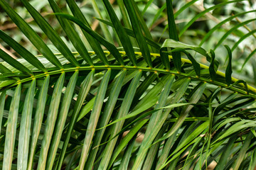 Green branches of palm trees in the daylight.