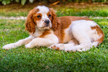 Portrait of a young dog cavalier king charles on a grass background