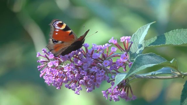 Spring Butterfly on Flower Buddleja, details close-up view slow-motion