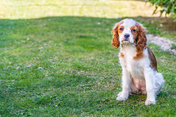 Portrait of a young dog cavalier king charles on a grass background