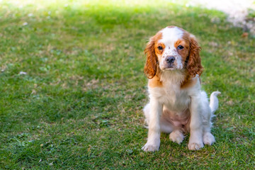 Portrait of a young dog cavalier king charles on a grass background