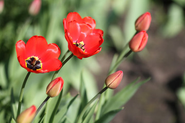 Opened and not opened red tulips
