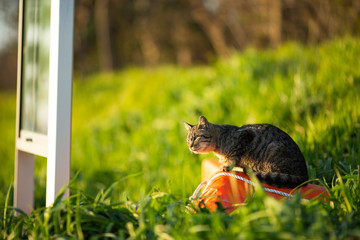 黄昏時の野良猫