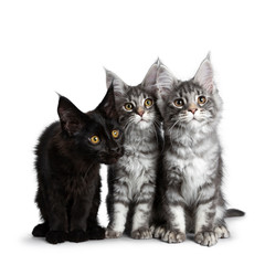 Group of three blue tabby / black solid Maine Coon cat kittens, sitting up in perfect line with heads together. Looking curious above lens with bright eyes. Isolated on white background.