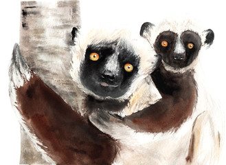 watercolor drawing of animals - sifaki with baby, lemur © Toshka