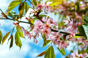 Sakura blossom in spring Park. Cherry blossom tree in late spring. Flora historically formed set of plant species of North-West of Russia, Saint-Petersburg