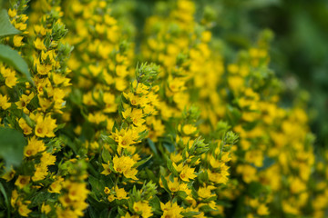 Background image in the form of bright yellow wildflowers