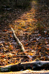 Sonnenstrahl auf einer Wiese am Waldrand