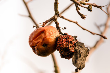 Verfaulte Äpfel an einen Zweig
