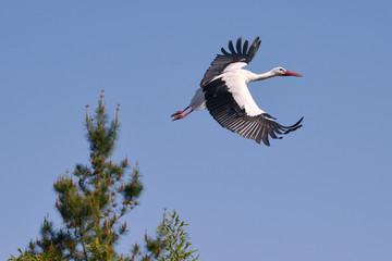 White stork (Ciconia ciconia) in flight view from above on blue sky background