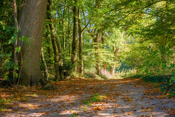 Fototapeta na wymiar This hiking path through green fields and dense forests located at the Tankenberg (near the city of Oldenzaal) on a sunny october day is a typical Dutch landscape