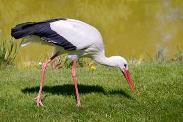 Closeup white stork (Ciconia ciconia) standing on grass looking for food near of pond