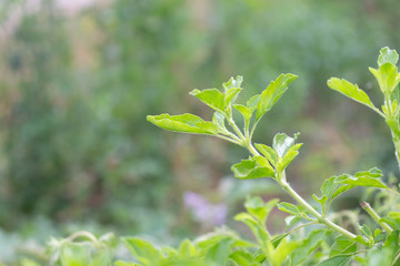Fresh Holy basil tree in garden, Ocimum tenuiflorum plant