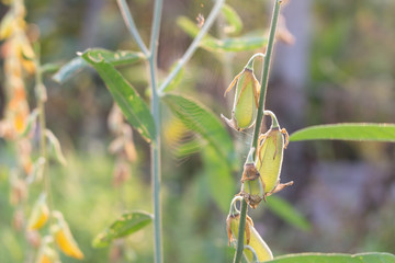 Close up sunhemp flower in garden