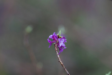 Raindrops on the purple-colored flowers of the daphne