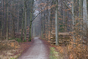 Forest path with stacks of wood on both sides