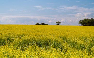 Yellow canola fields in Prince Edward Island, Canada 
