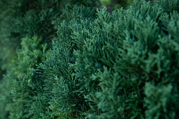 close up green fir pine tree branches , christmas tree background and blurry copy space .