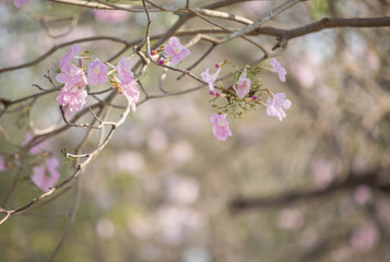 Pink Trumpet shrub