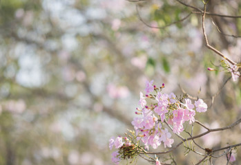 Pink Trumpet shrub