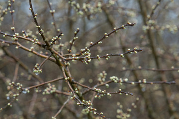 Raindrops on sloe branches