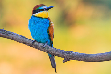 beautiful colored bird sits proudly on a branch