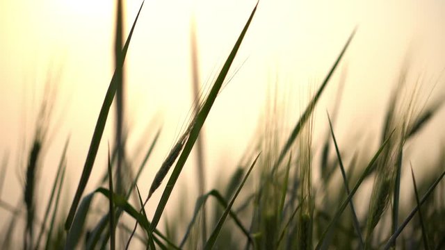 4K Video selective focus close up shot of beautiful natural organic green barley wheat swaying in the soft wind blow against sunlight at evening sunset with blurred wheat field and sky backgrounds.