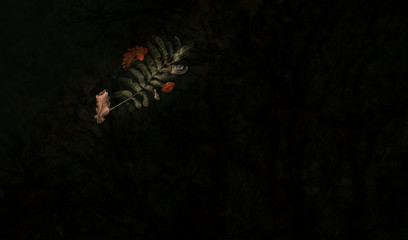 Green leaf floating on dark water 