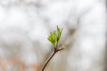 Young leaves on a branch with a depth of field.