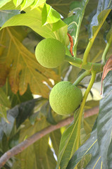 Fototapeta premium dos arboles de fruta en el árbol