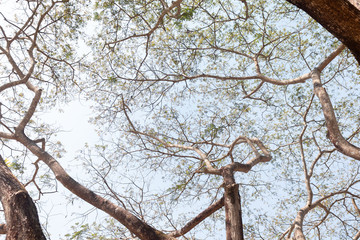 upper view under big tree in day time