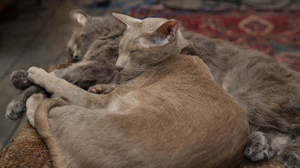 Snoozing kitties: Lilac Oriental cat in foreground