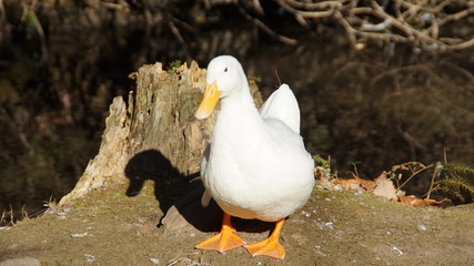 Ducks by the water